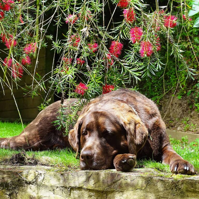 Raffy the chocolate lab