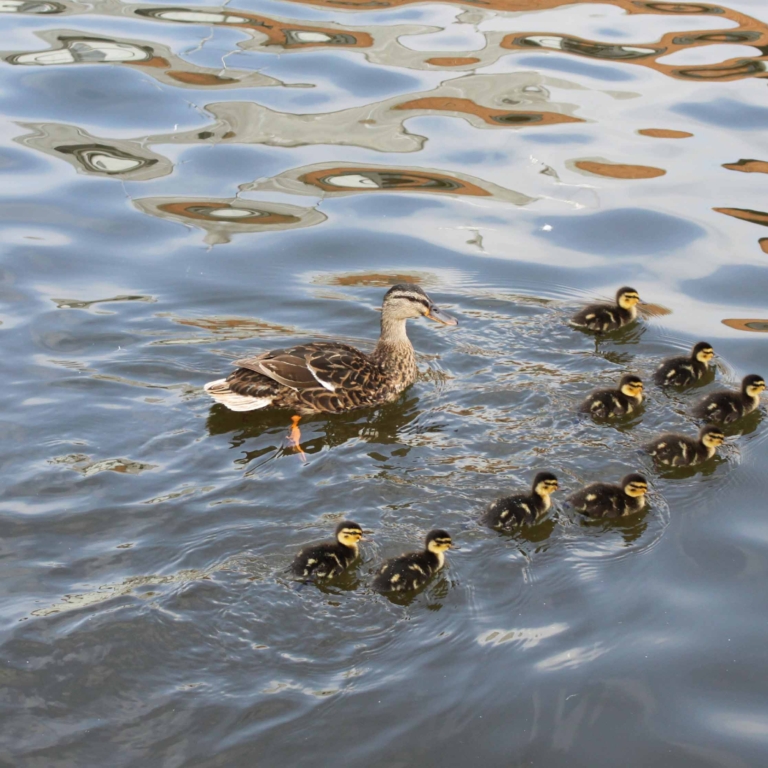 Ducks on the river at Stratford