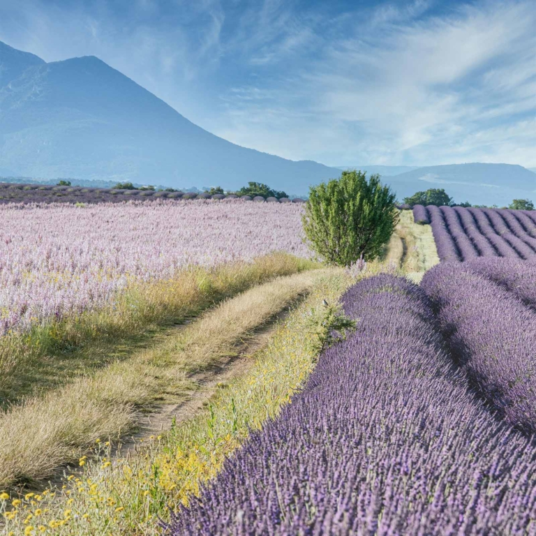 Lavendar Fields