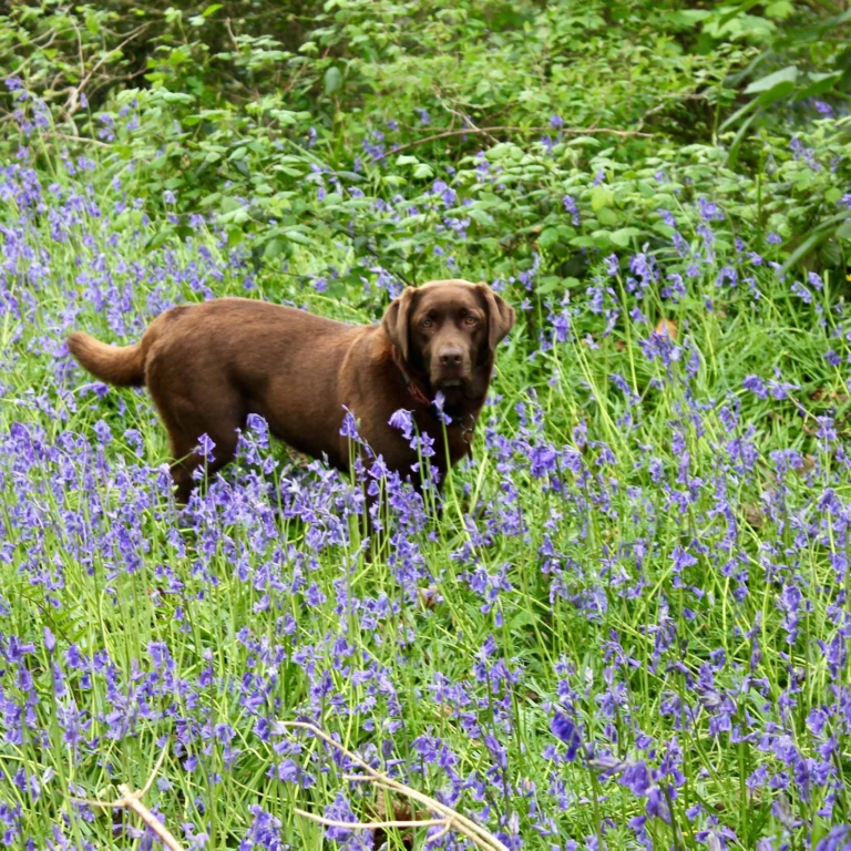 Chocolate Labrador in the bluebells