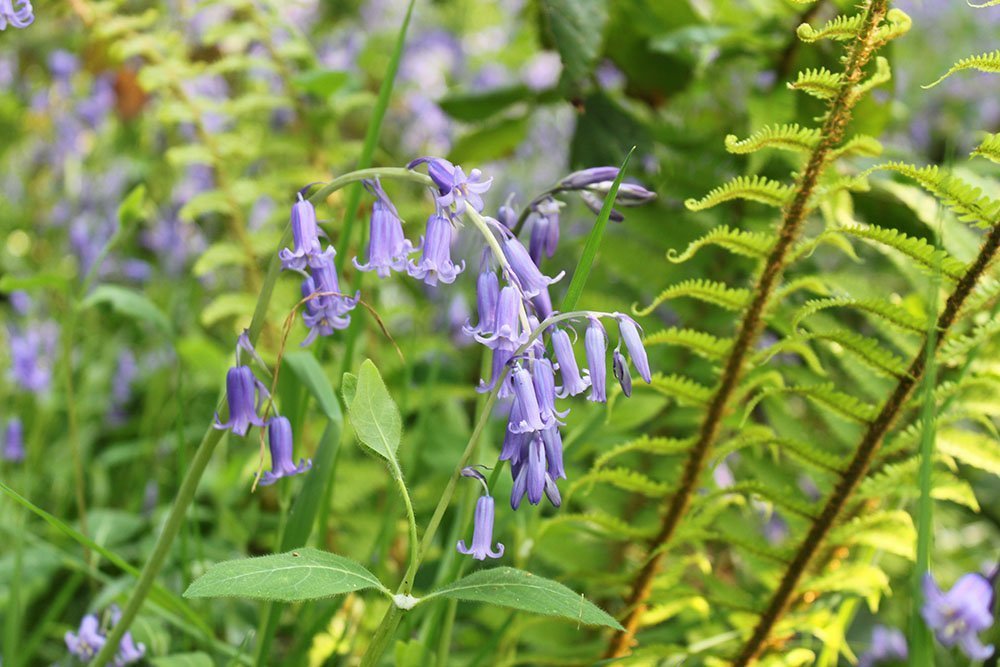 bluebells