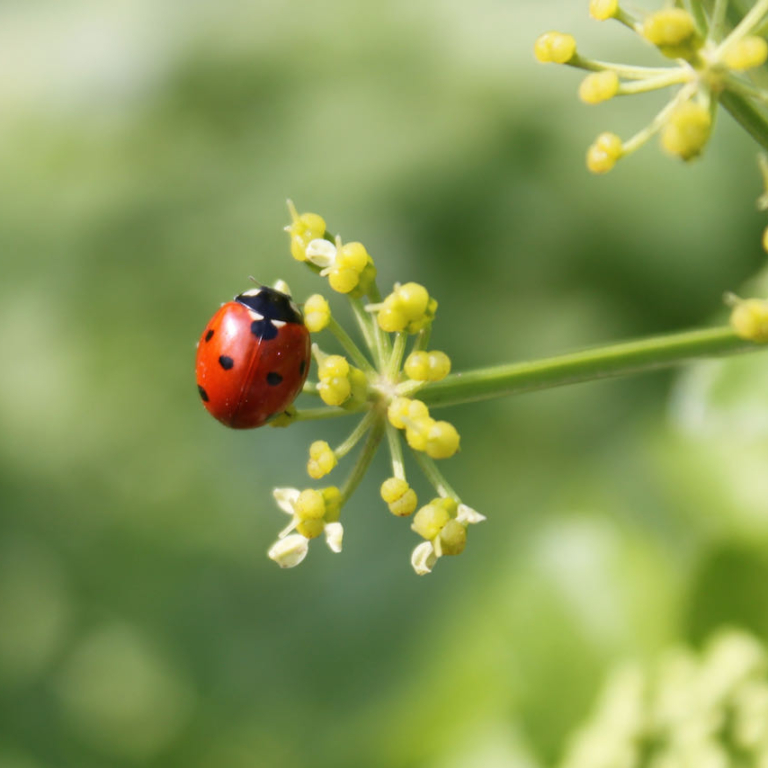 Lone ladybird standing out from the crowd