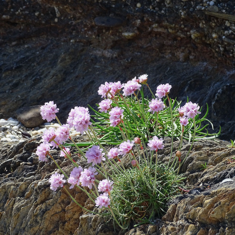 Beautiful flowers on cliff side