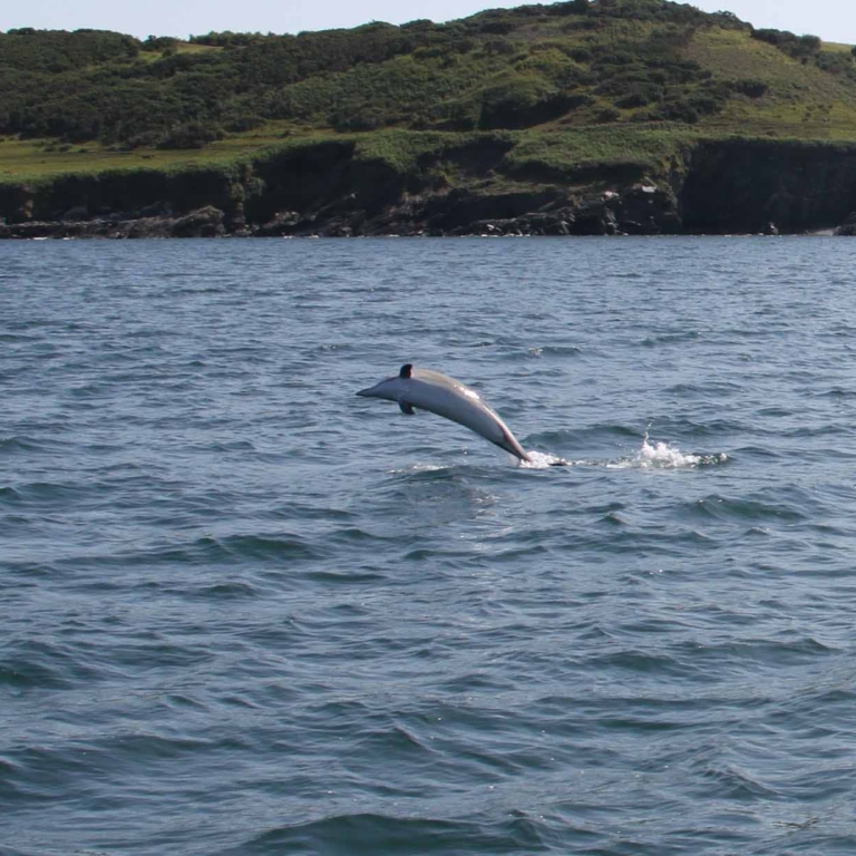 Dolphin Helford River