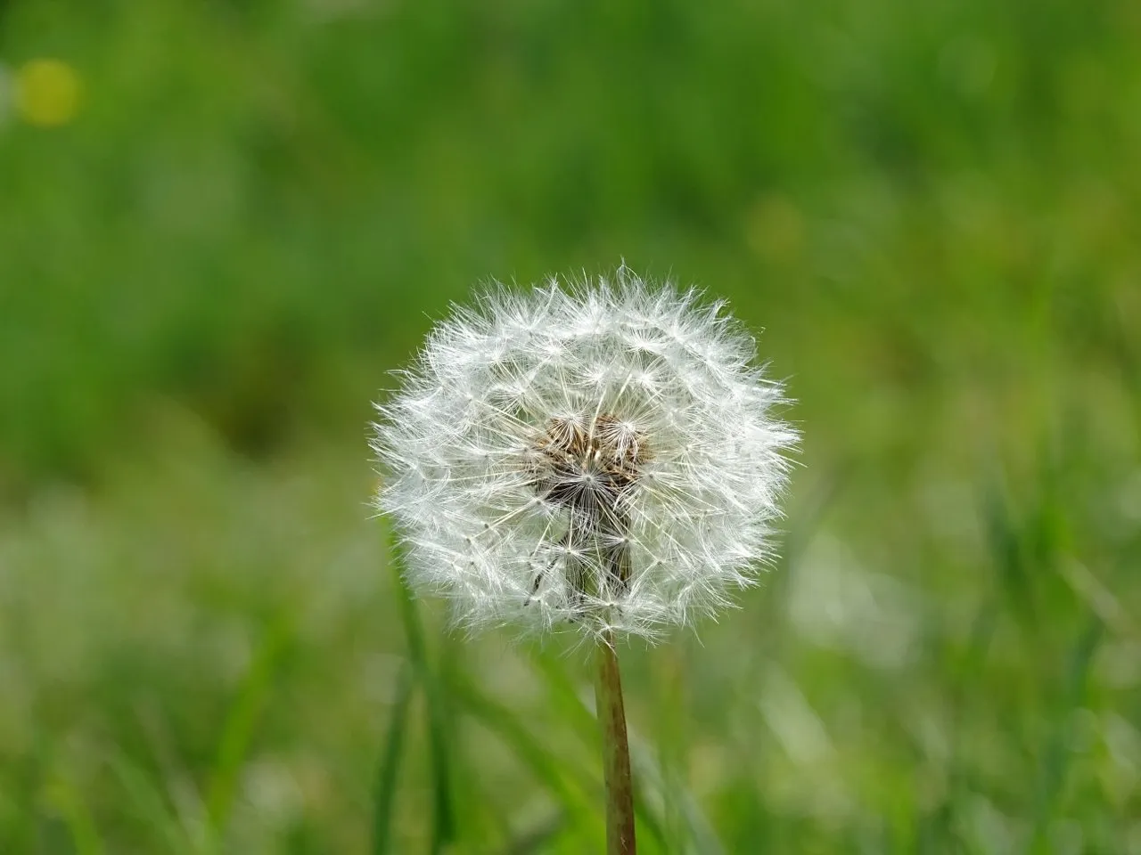 Dandelion clock