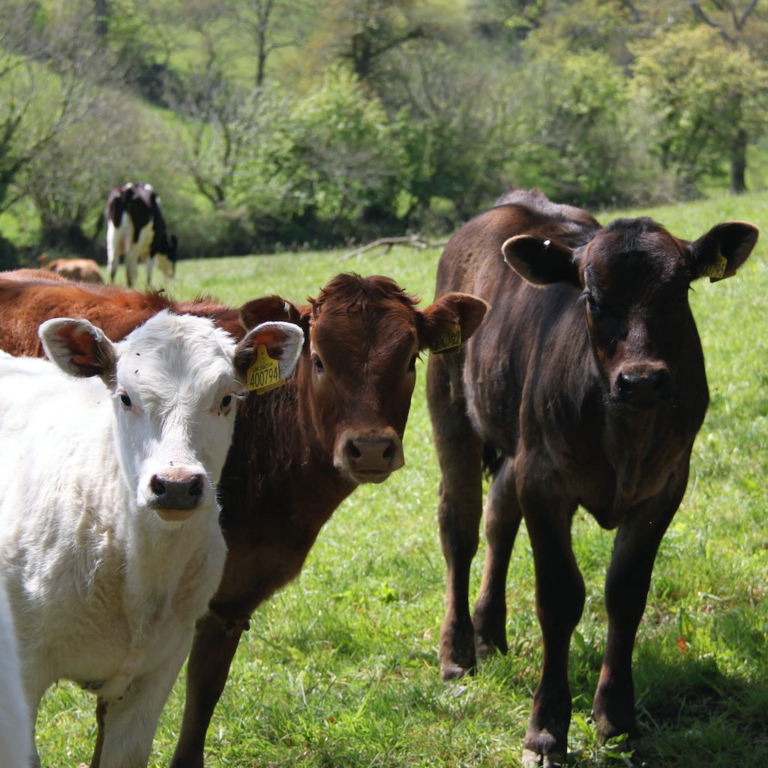 Calves with plenty of personality