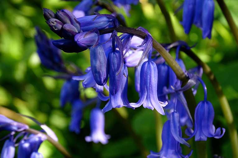 Bluebells in the Woods