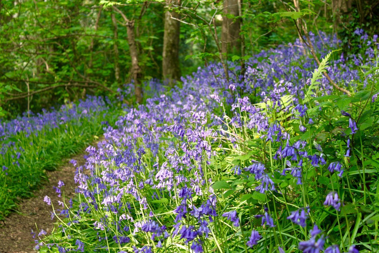 Bluebell Woods