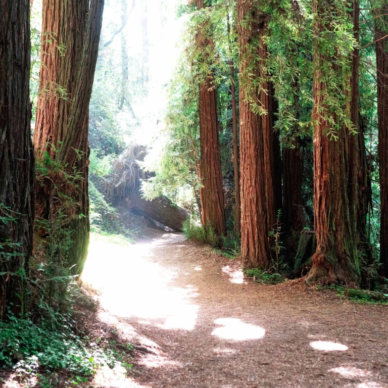 Redwoods