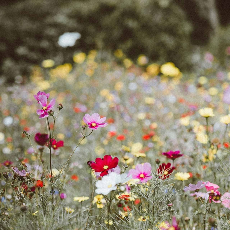 Field of flowers