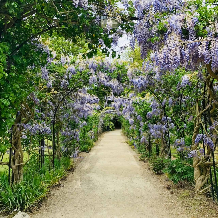 Cottage garden studio, an archway of Wisteria