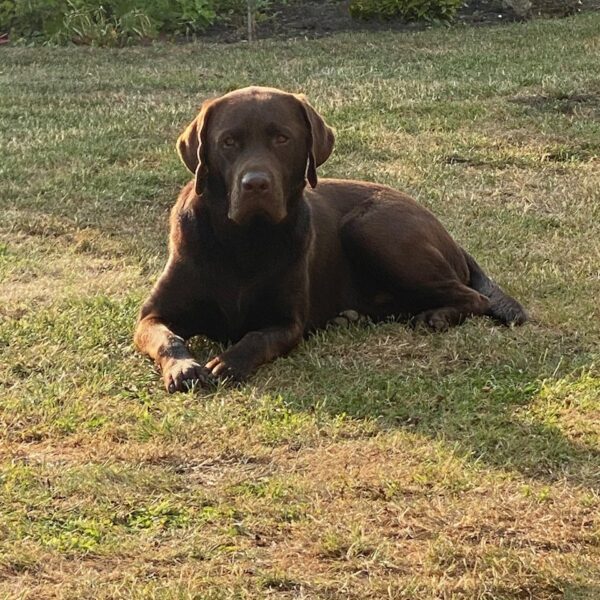 Jack the choccy lab