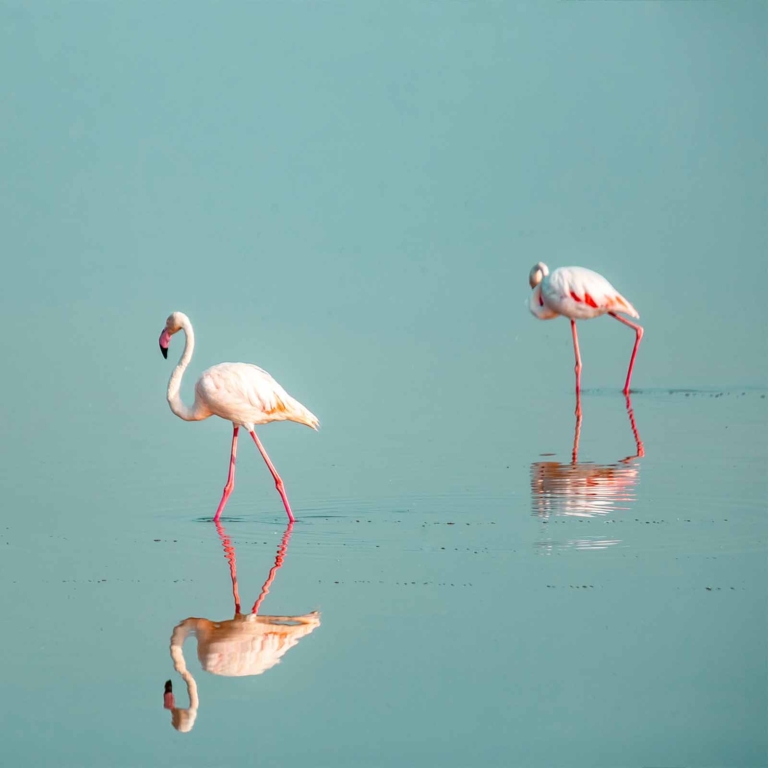 Flamingos