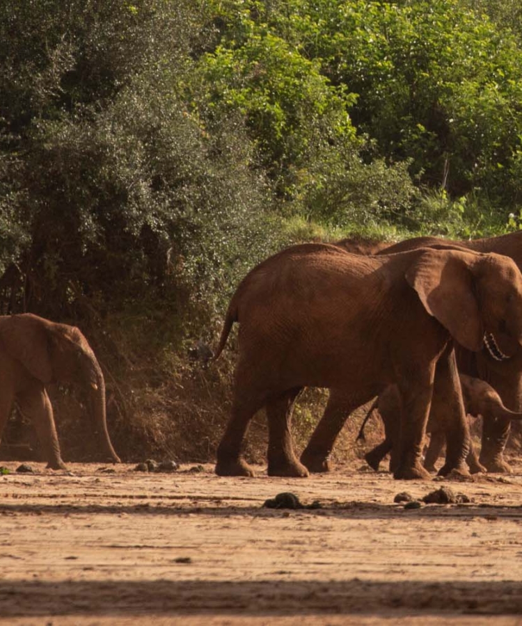 Tassia Elephants