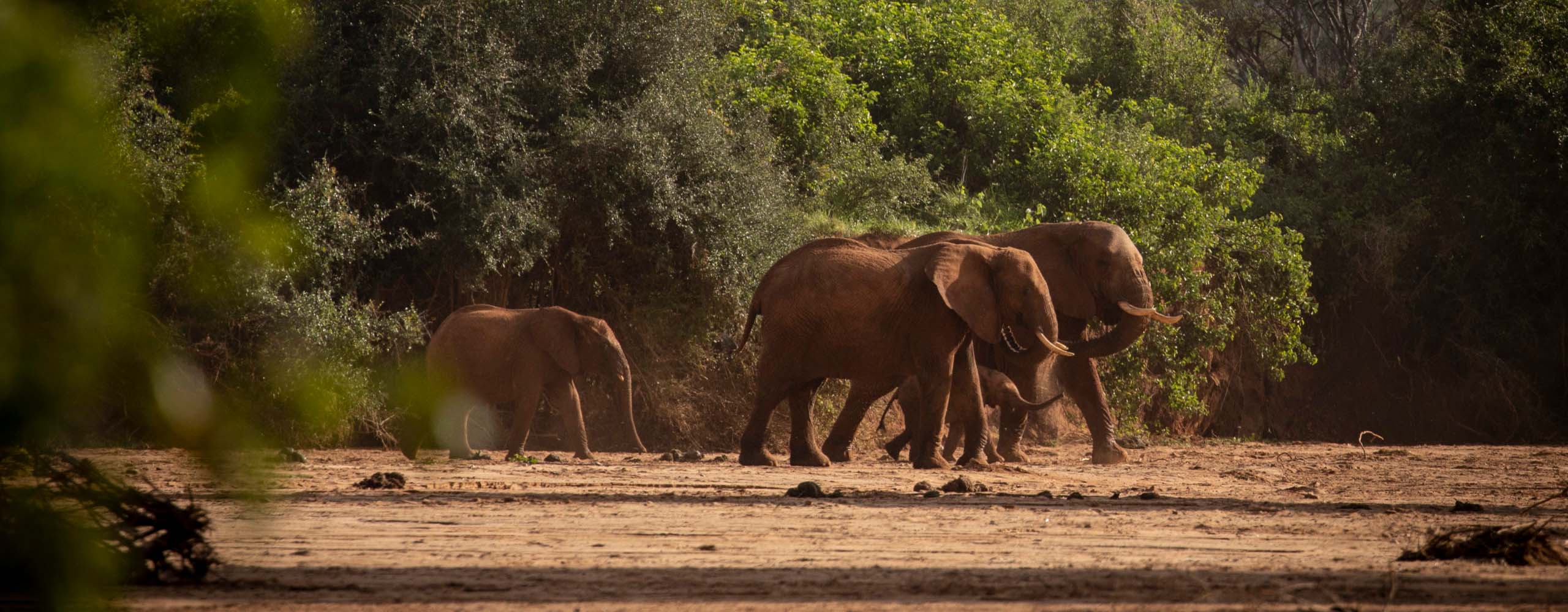 Tassia Elephants