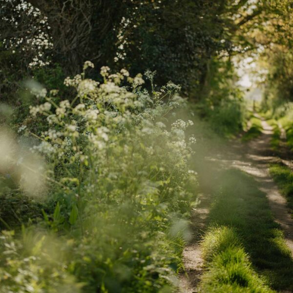 Beautiful track in the countryside