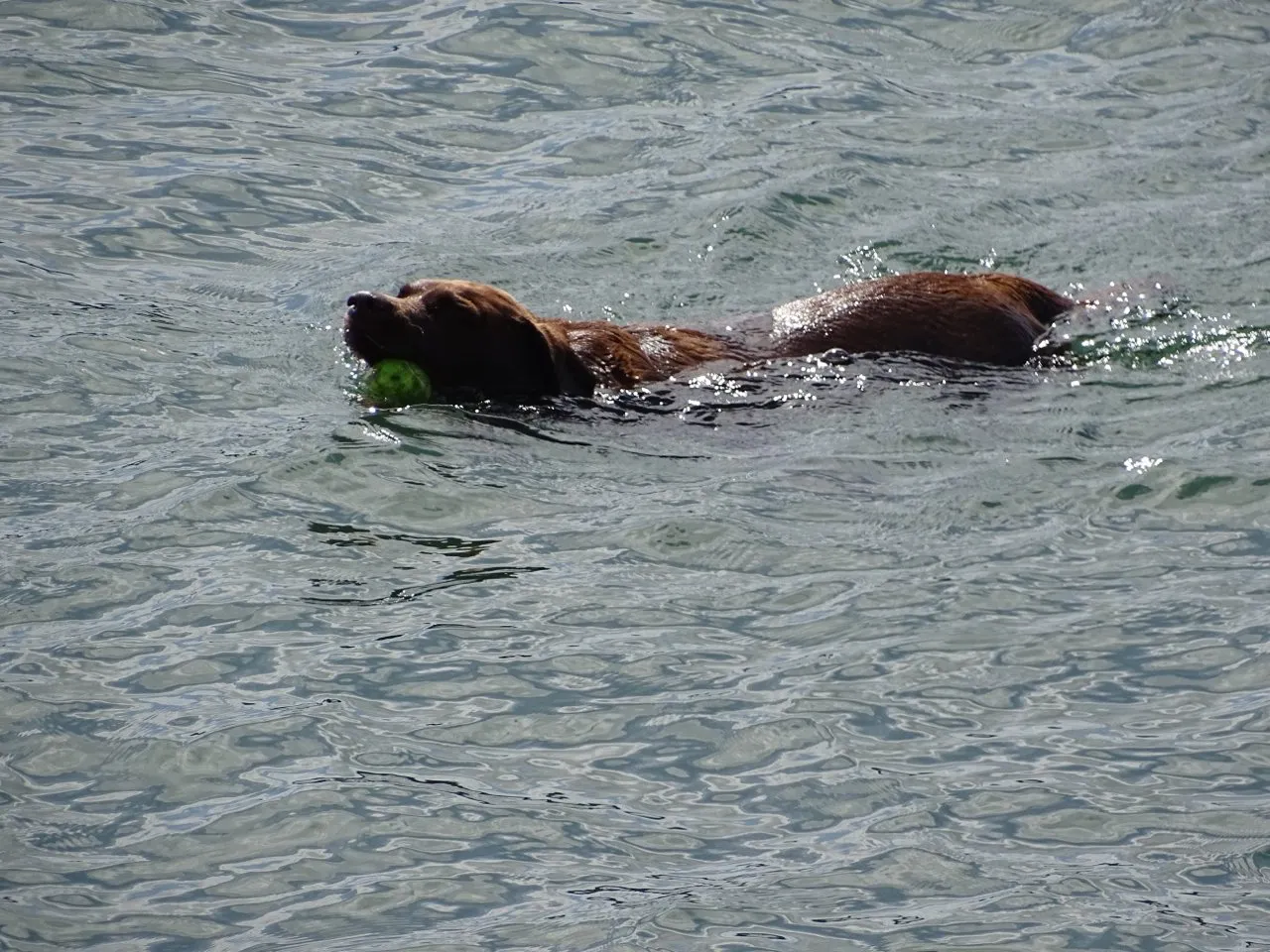 Chocolate labrador swimming