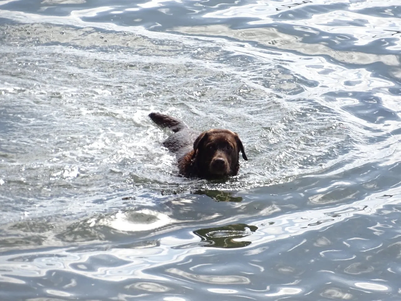 Chocolate labrador swimming