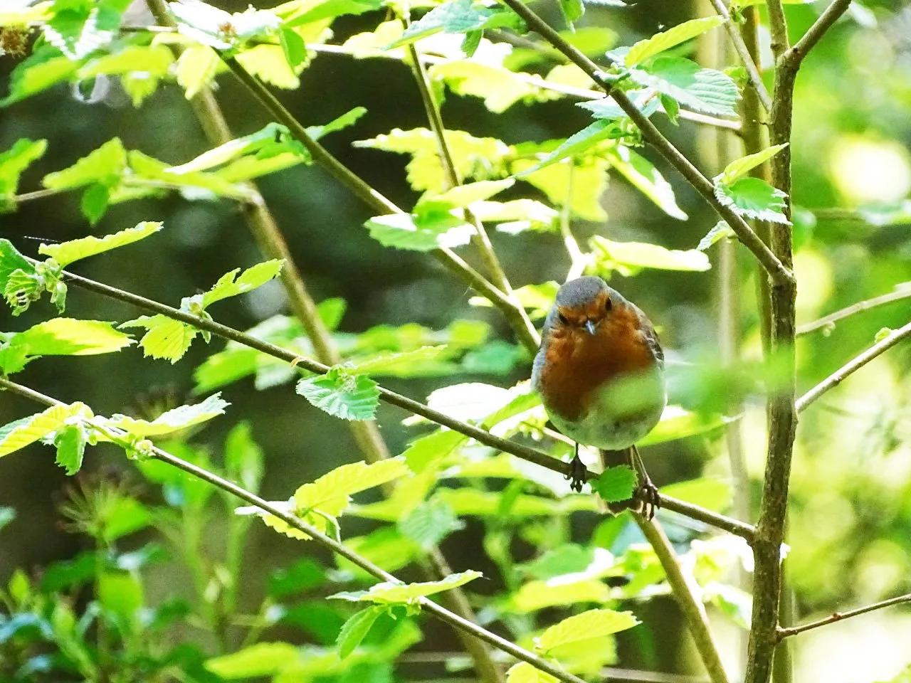 Red robin