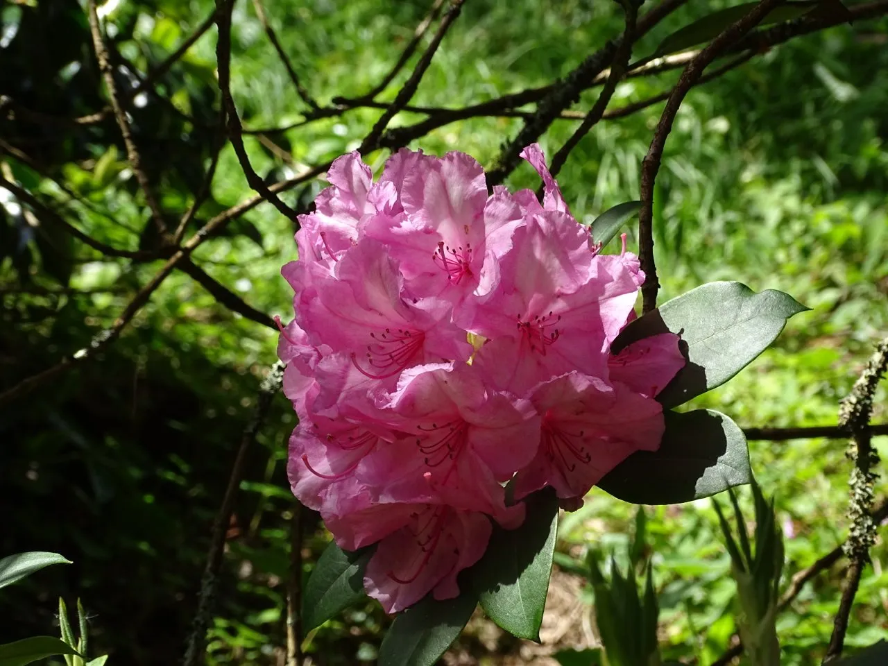 Rhododendron