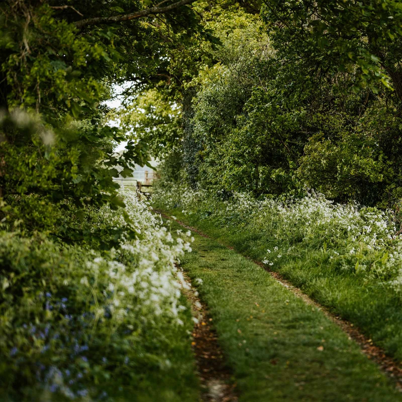 Pathway in the Somerset Countryside