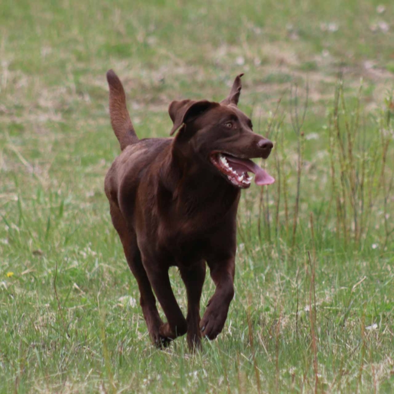 Chocolate Labrador